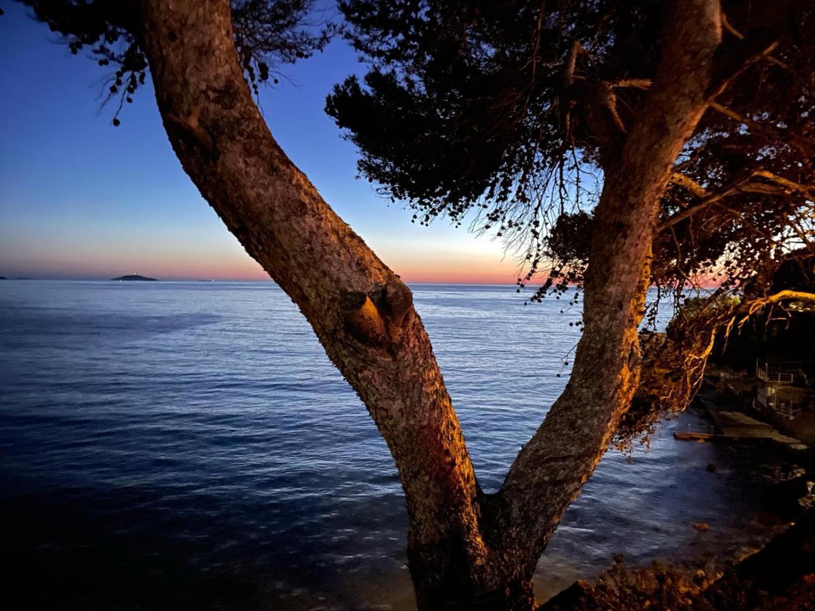 Vacances Bord De Mer - Appartement Sanary Sur Mer Eksteriør billede